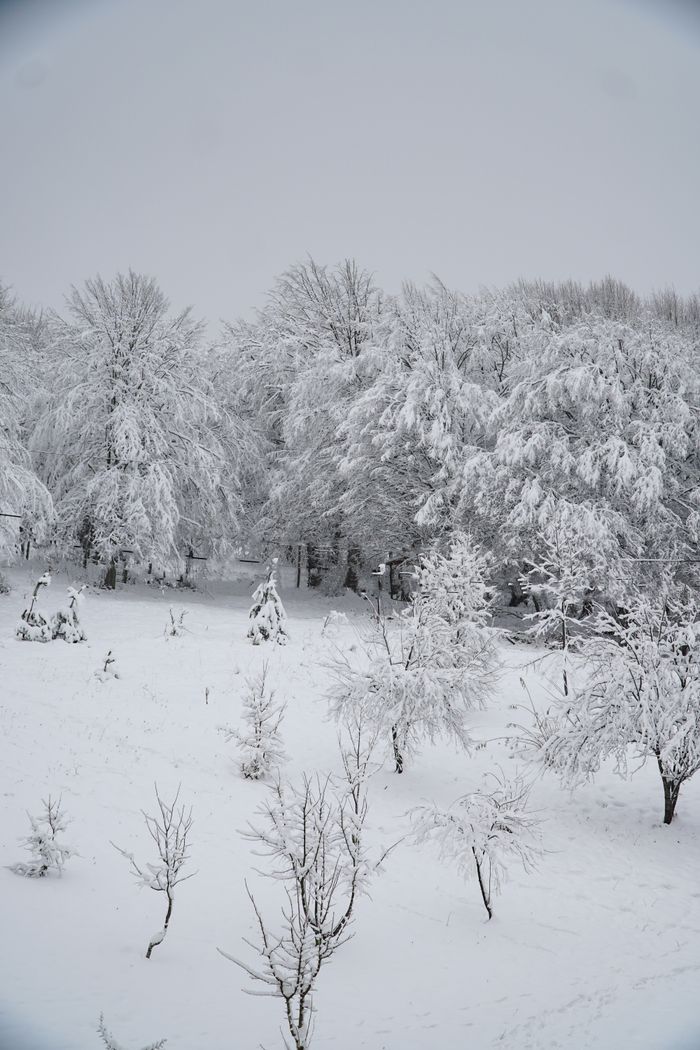 services-04 Serene snow-covered forest landscape in Bolu, Türkiye, showcasing winter beauty and tranquility.