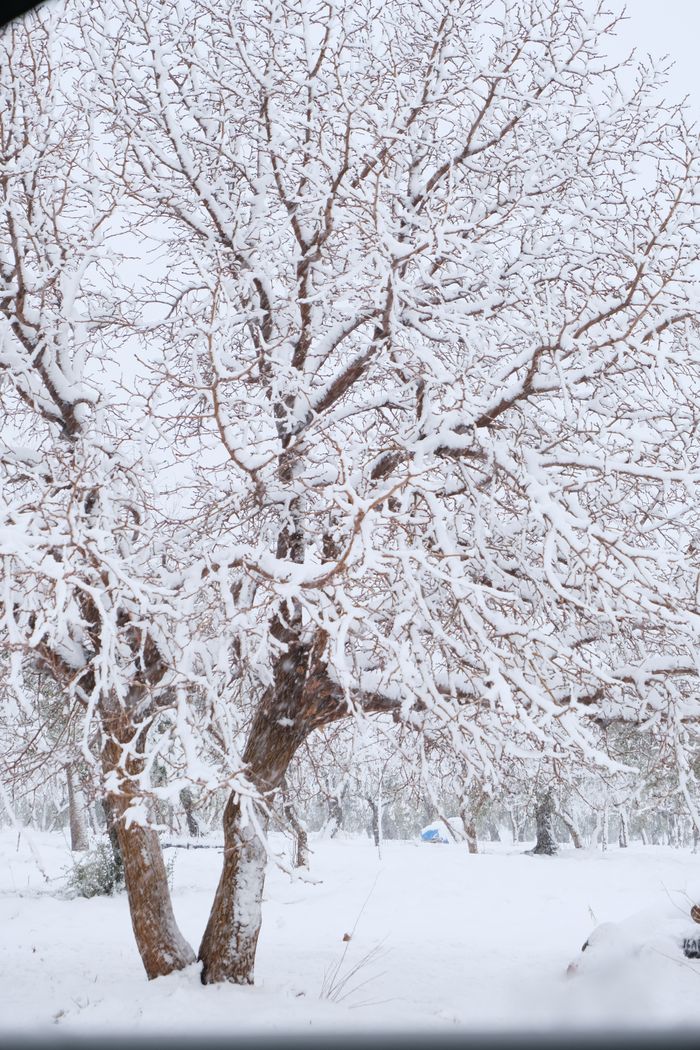 services-03 Beautiful snow-laden trees creating a serene winter landscape in a park.