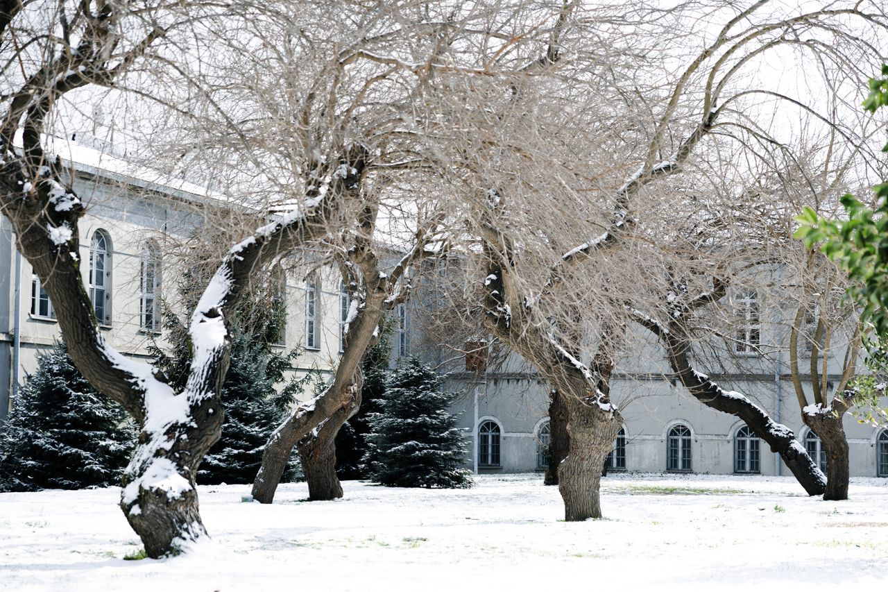 services-01 Bare trees covered in snow in a quiet courtyard setting during winter.